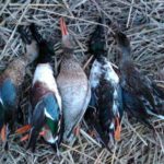 2012_southern_illinois_duck_hunt11