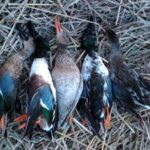 2012_southern_illinois_duck_hunt12