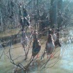 2012_southern_illinois_duck_hunt13