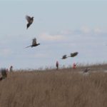 Pheasant Hunt 3