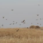 Pheasant Hunt 5