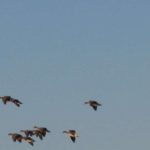 Southern_Illinios_Duck_Hunt_2011_17