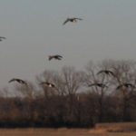 Southern_Illinios_Duck_Hunt_2011_18