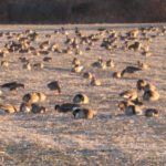 Southern_Illinios_Duck_Hunt_2011_19